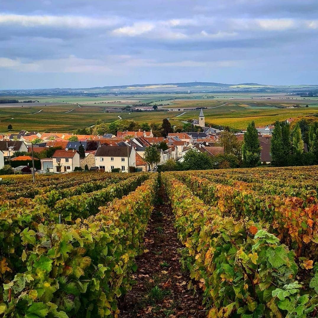 Vignes du Champagne Robert Thoumy
